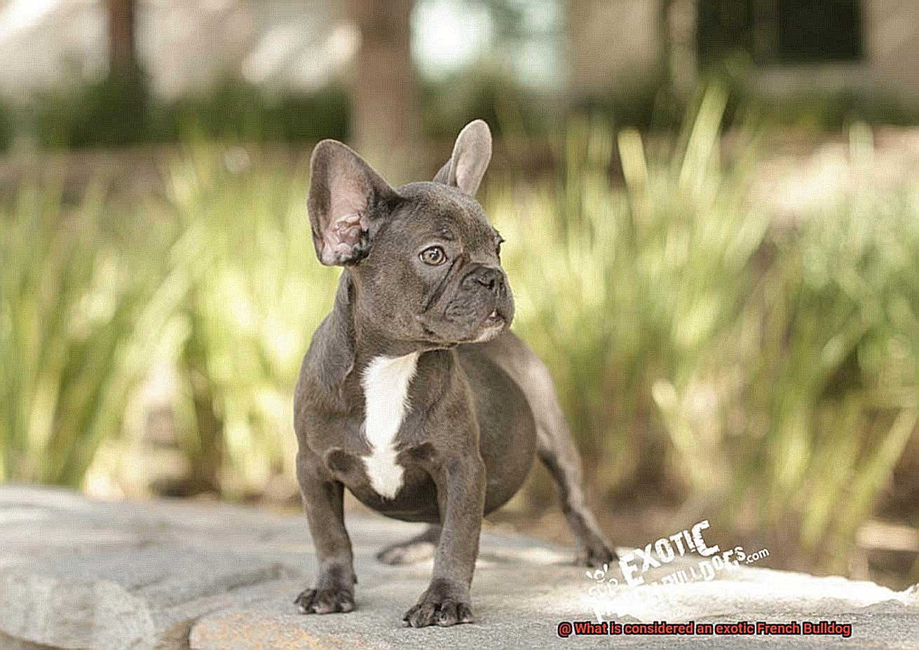 What is considered an exotic French Bulldog-4