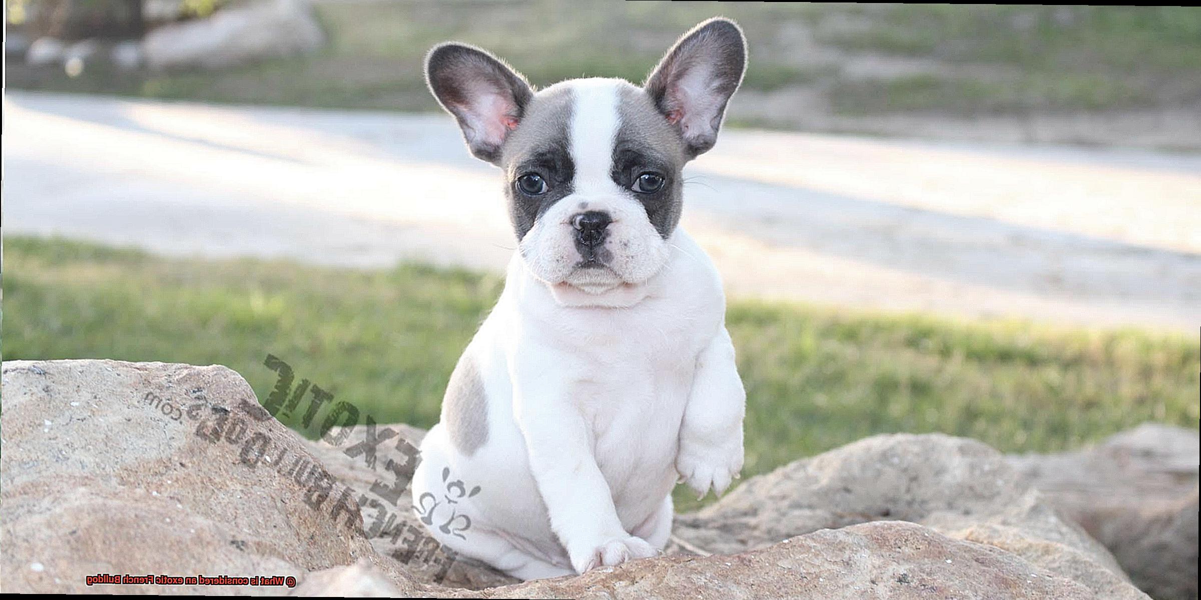 What is considered an exotic French Bulldog-11