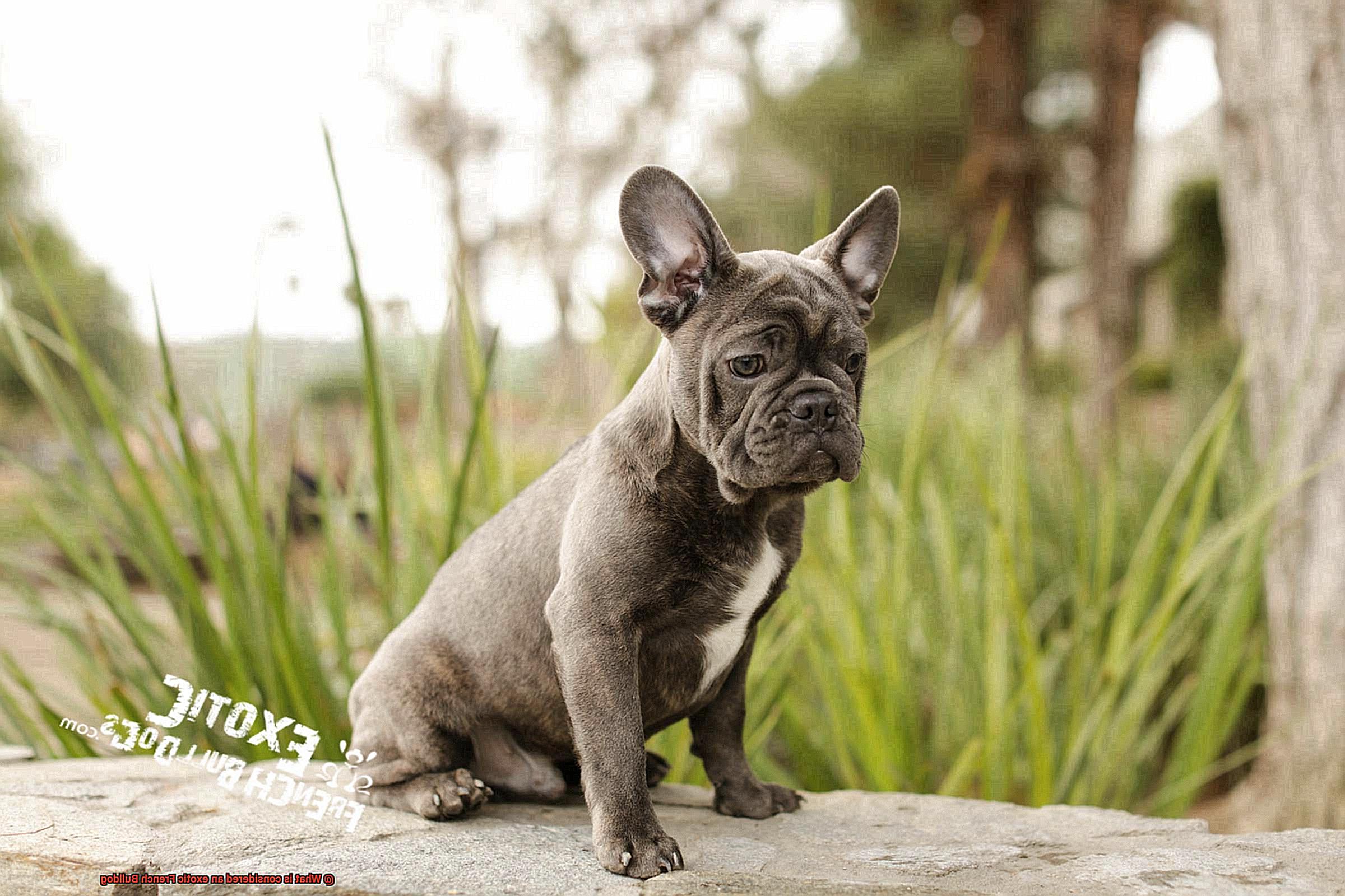 What is considered an exotic French Bulldog-12