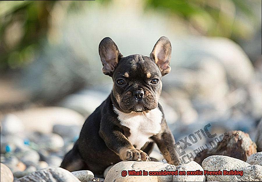 What is considered an exotic French Bulldog-2