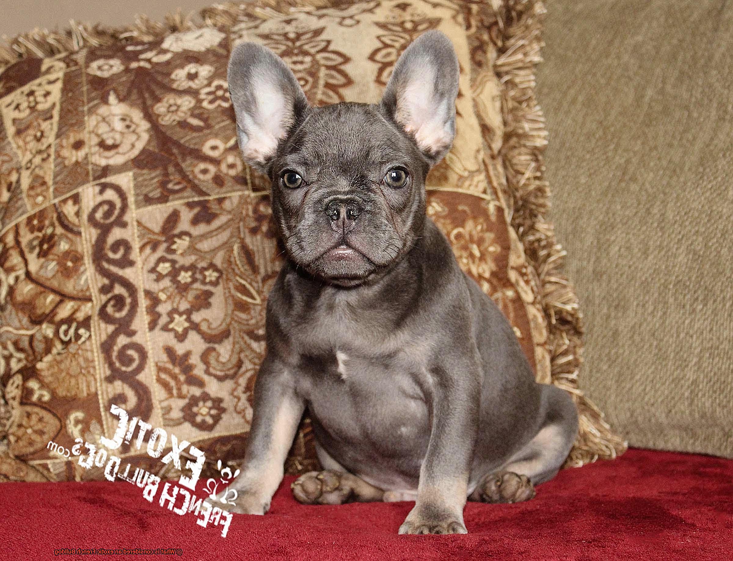 What is considered an exotic French Bulldog-8