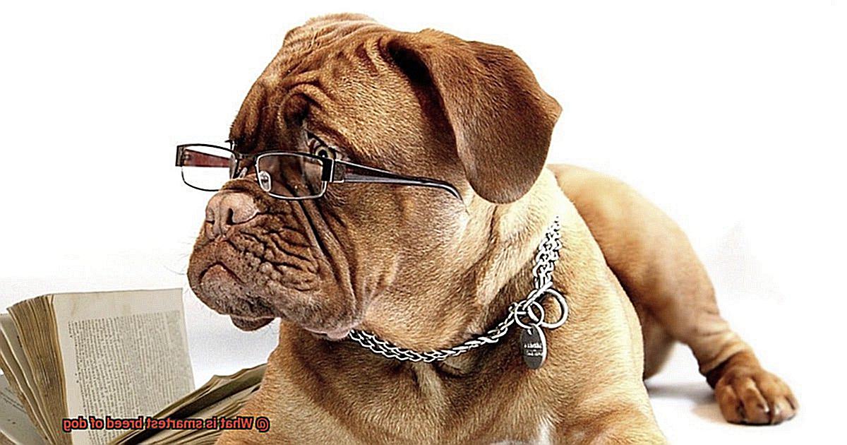 What is smartest breed of dog-6