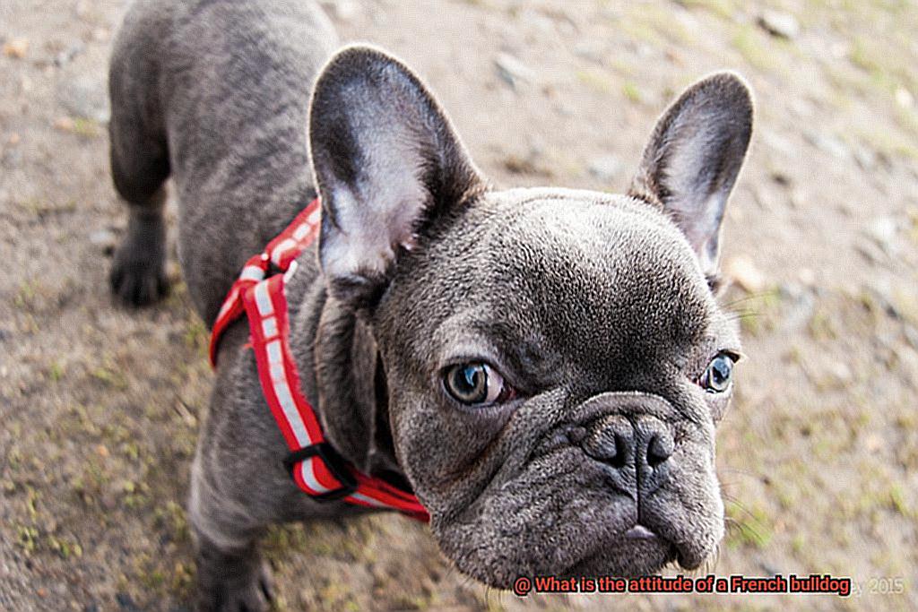 What is the attitude of a French bulldog-2