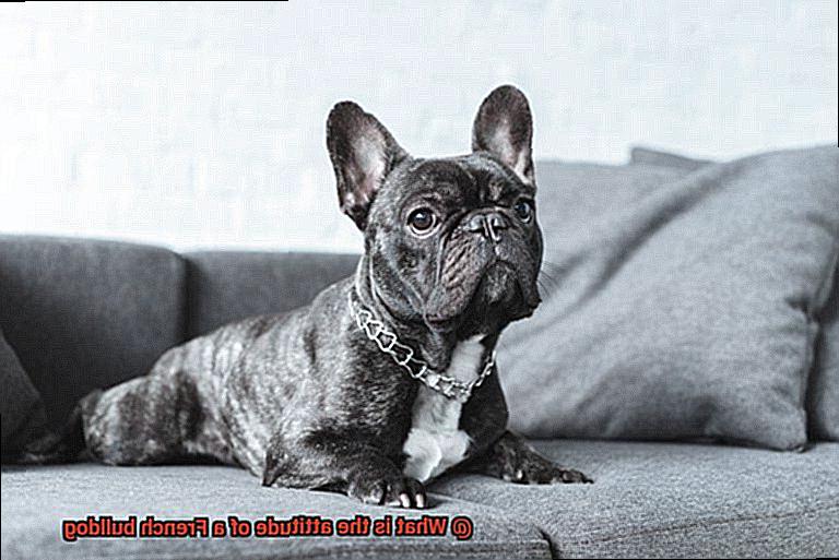 What is the attitude of a French bulldog-3