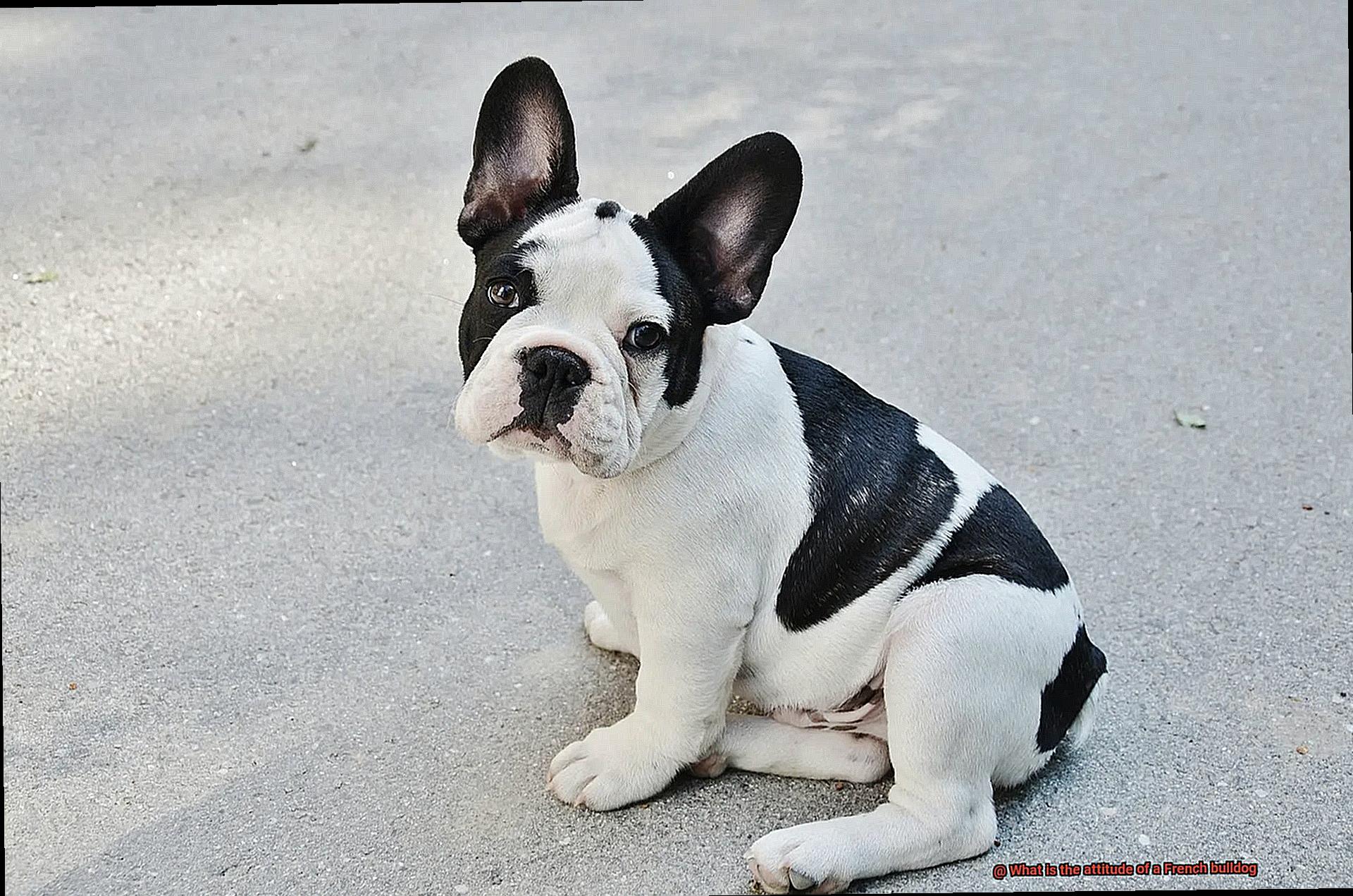 What is the attitude of a French bulldog-4