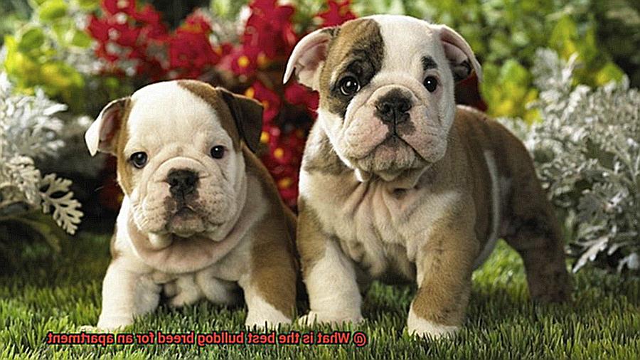 What is the best bulldog breed for an apartment-3