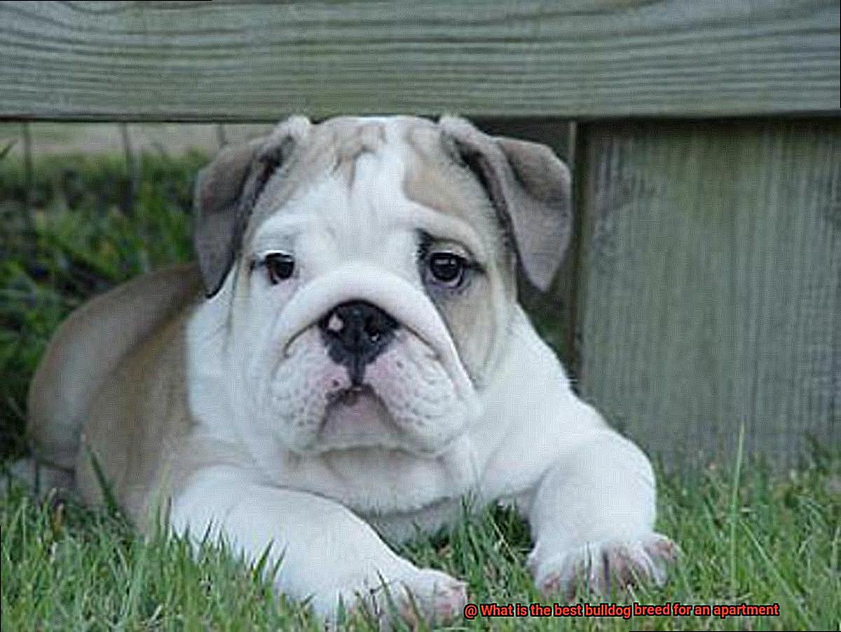 What is the best bulldog breed for an apartment-6