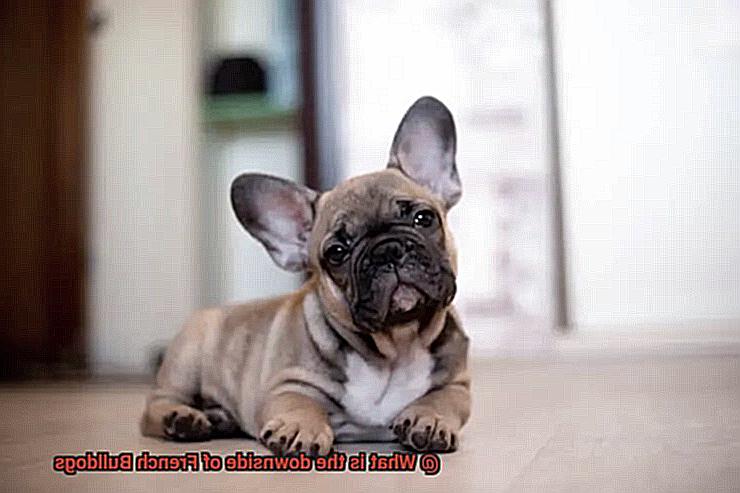 What is the downside of French Bulldogs-2