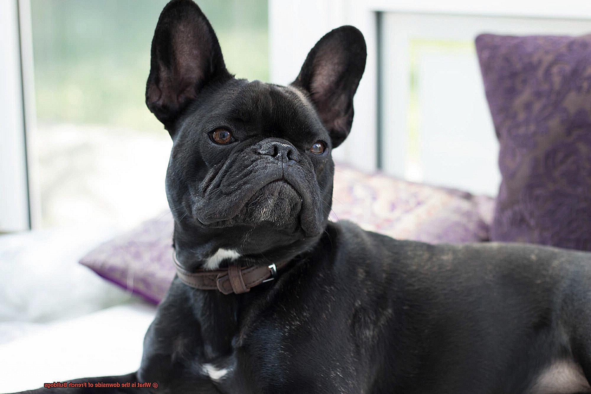 What is the downside of French Bulldogs-3