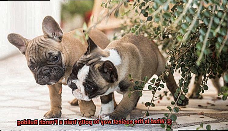 What is the easiest way to potty train a French Bulldog-3