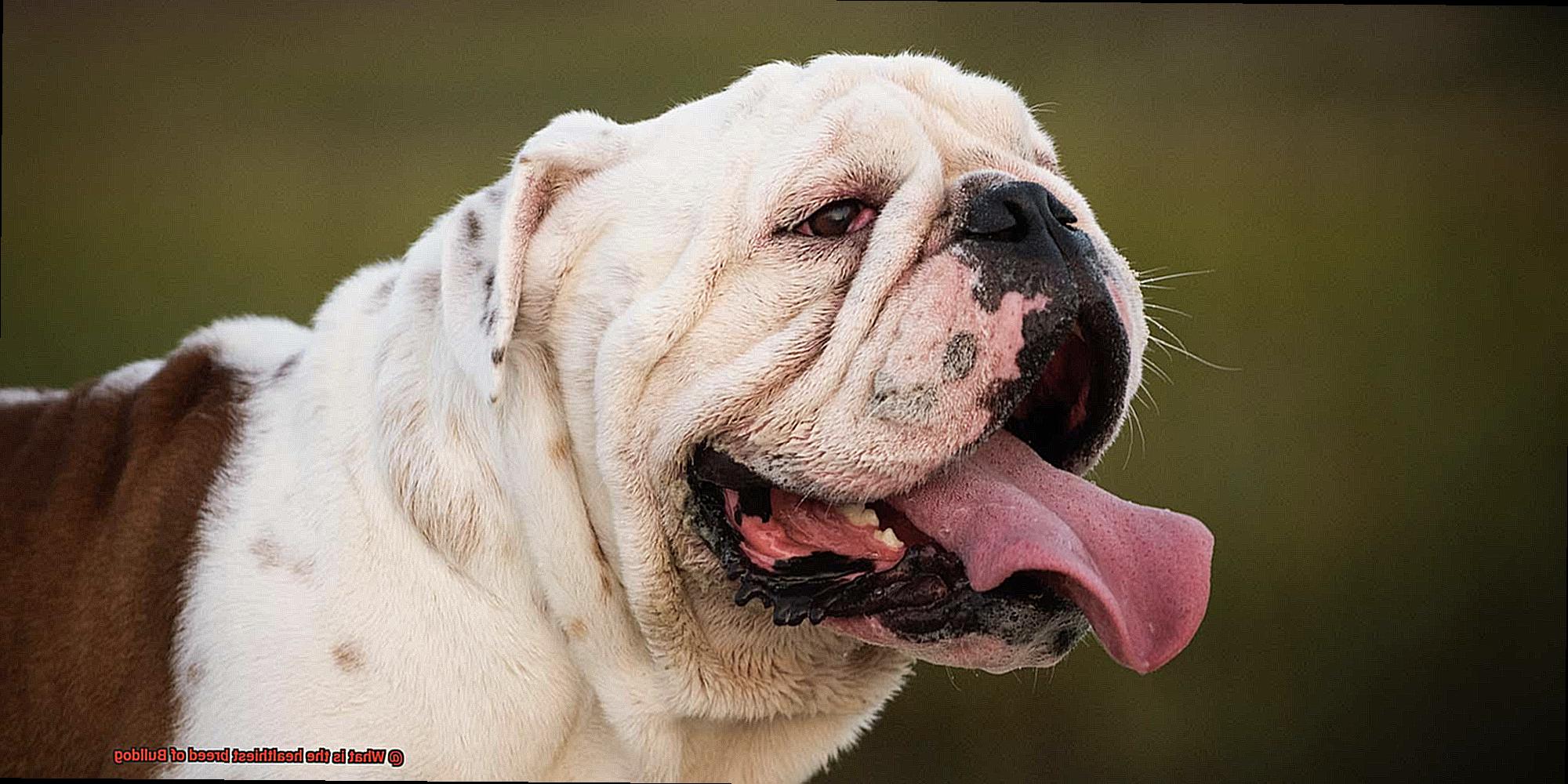 What is the healthiest breed of Bulldog-8