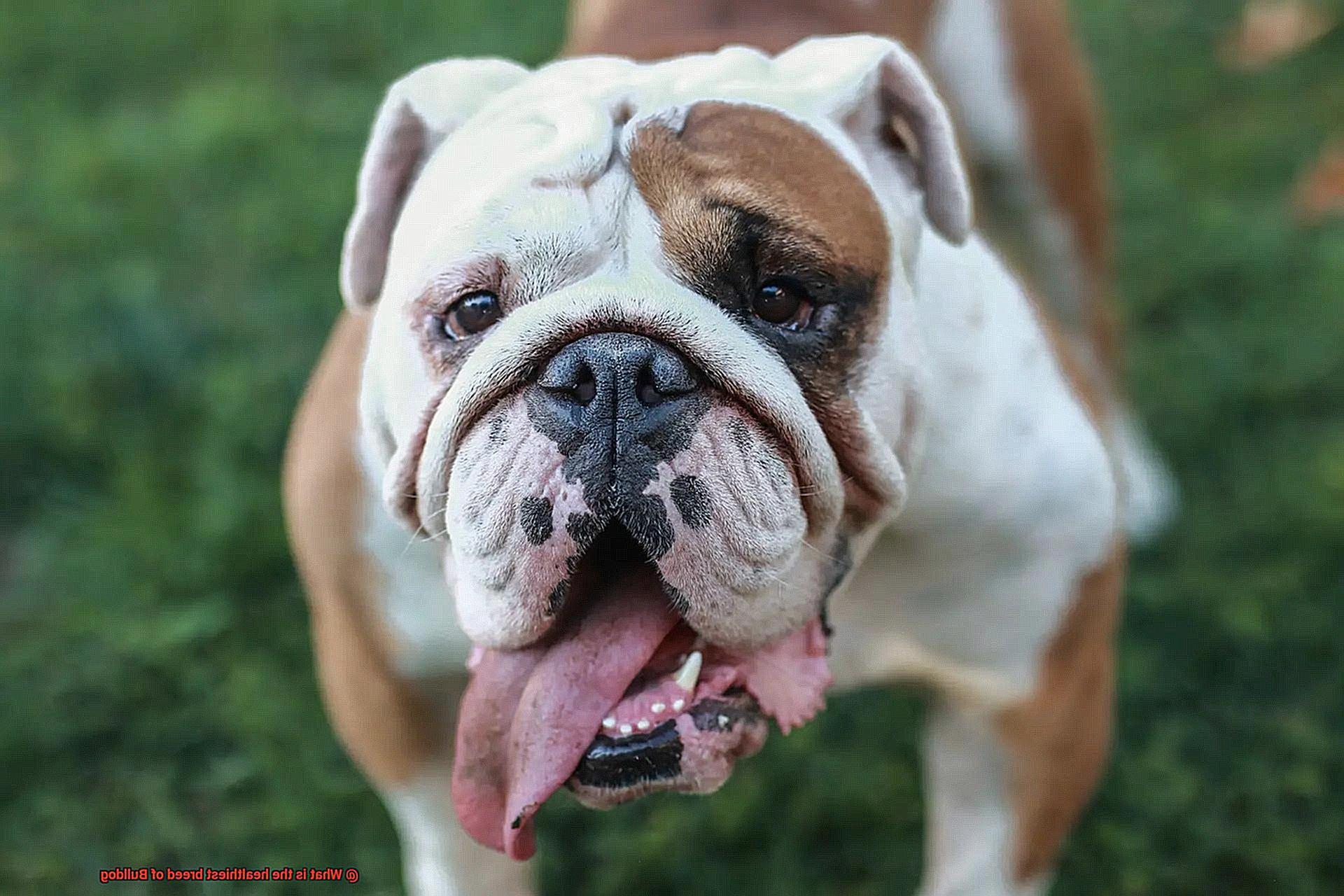 What is the healthiest breed of Bulldog-3