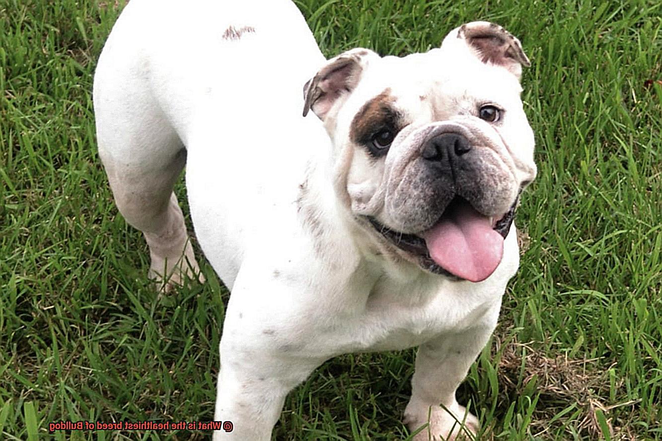 What is the healthiest breed of Bulldog-4