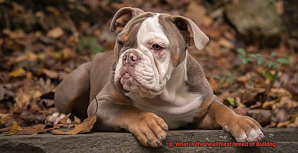 What is the healthiest breed of Bulldog-9