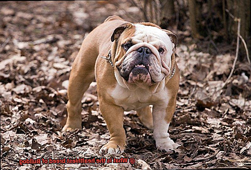 What is the healthiest breed of Bulldog-6