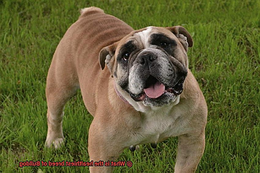 What is the healthiest breed of Bulldog-7