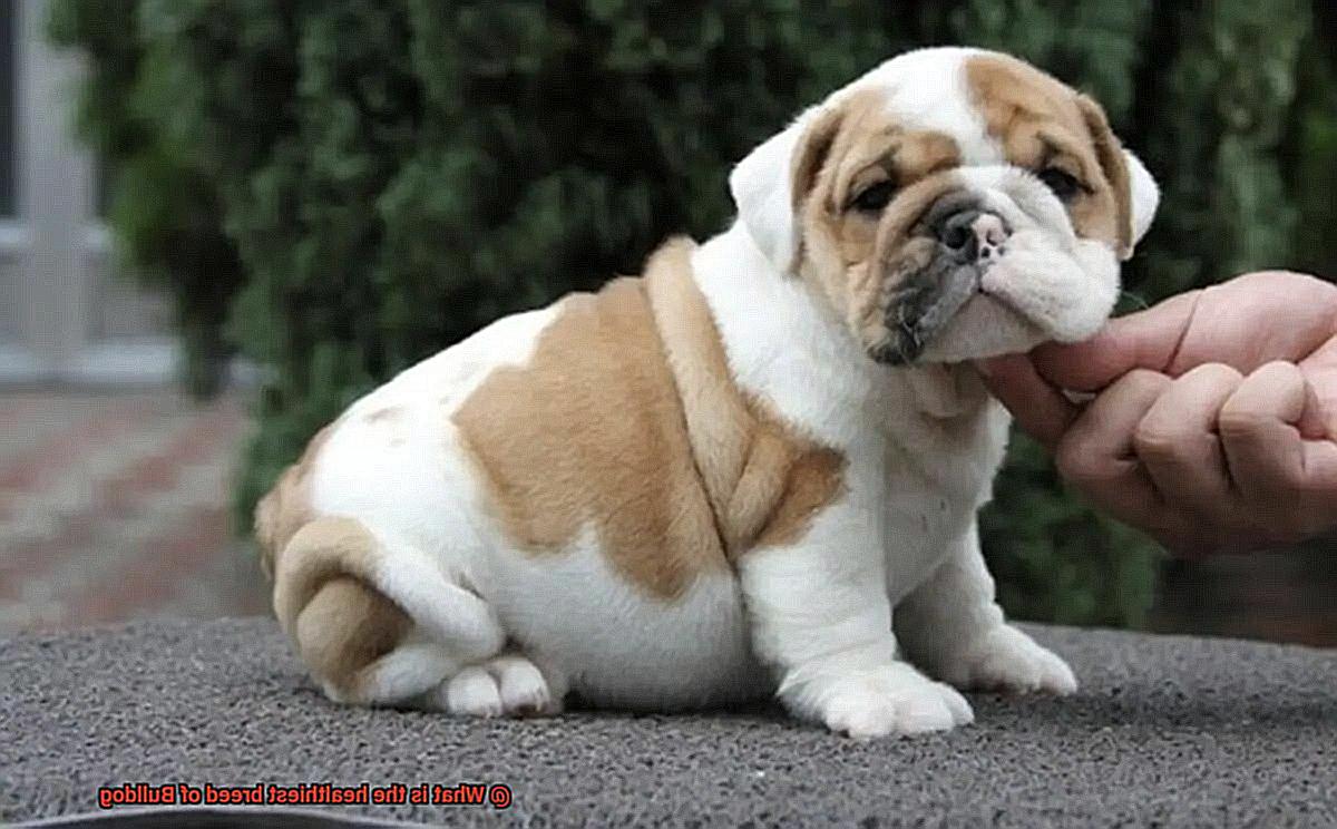 What is the healthiest breed of Bulldog-12