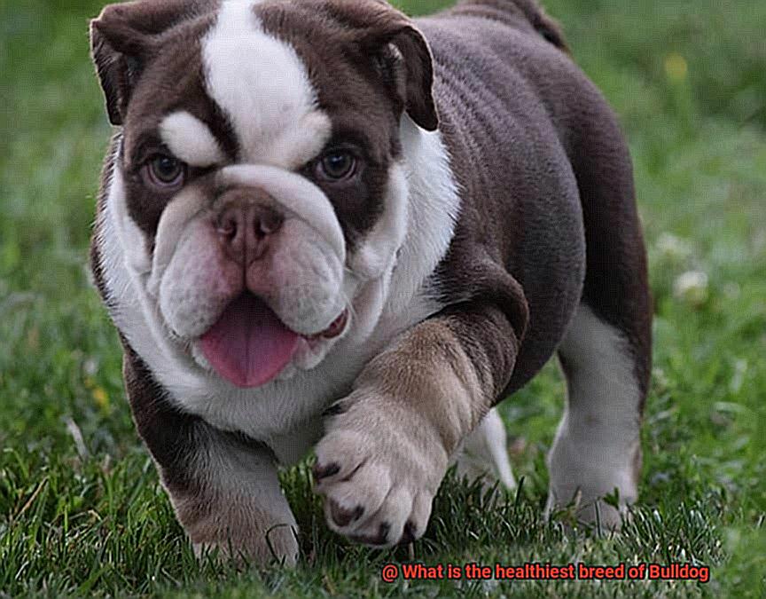 What is the healthiest breed of Bulldog-5