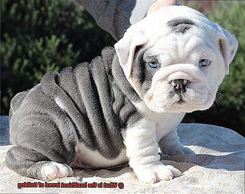 What is the healthiest breed of Bulldog-2