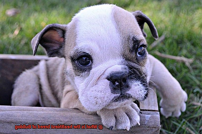 What is the healthiest breed of Bulldog-10