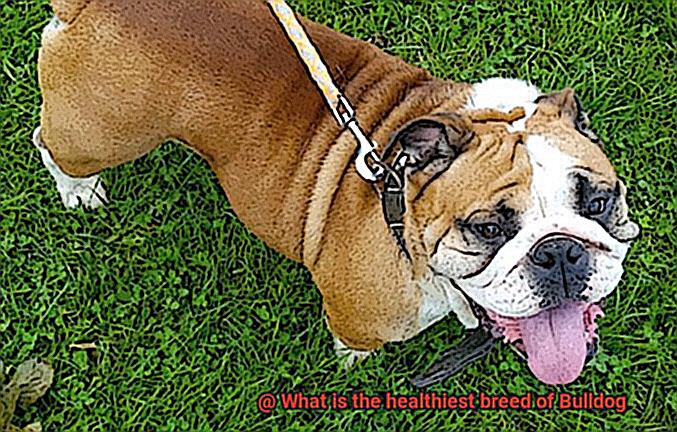 What is the healthiest breed of Bulldog-11