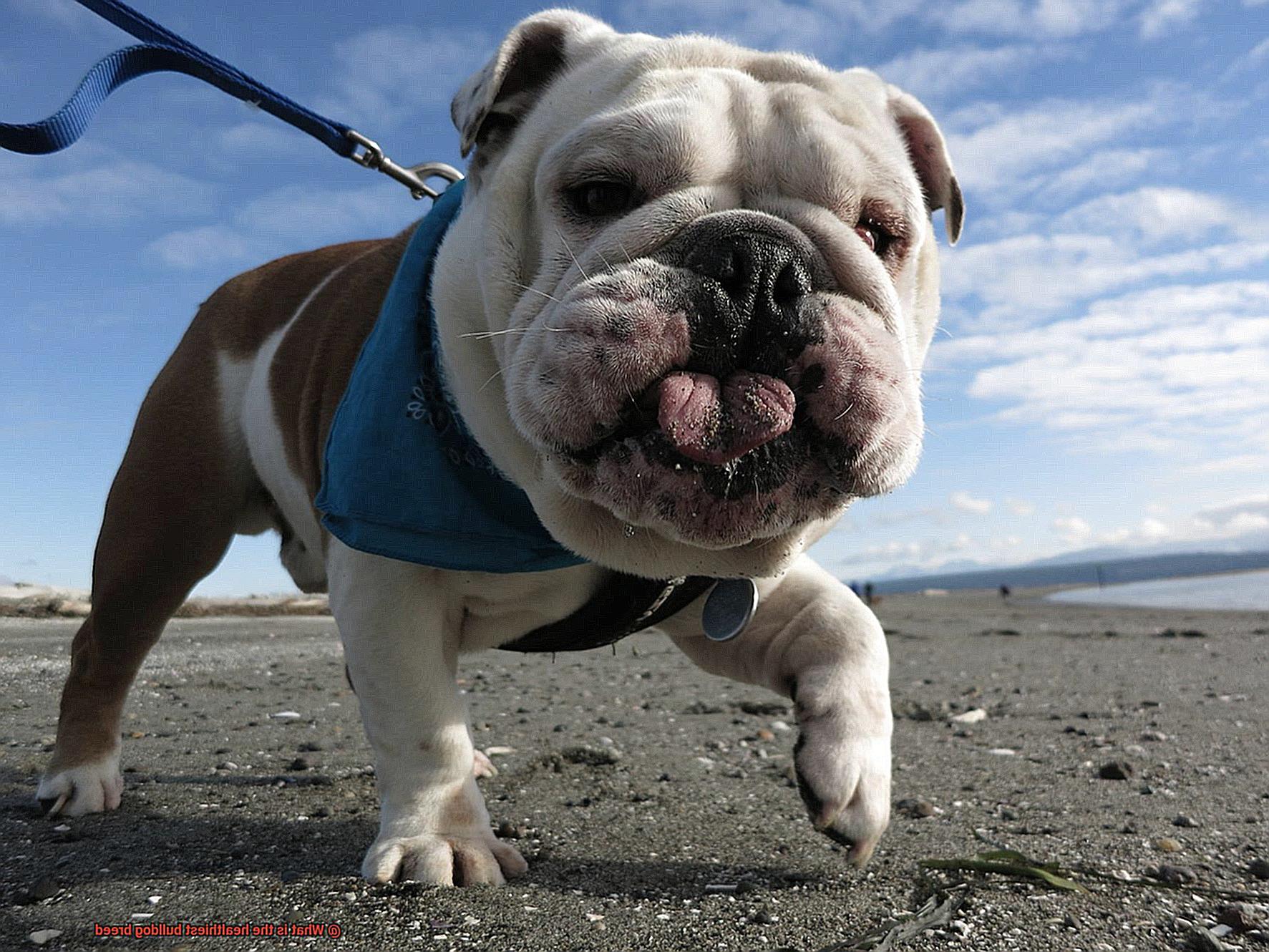 What is the healthiest bulldog breed-4