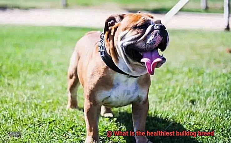 What is the healthiest bulldog breed-3