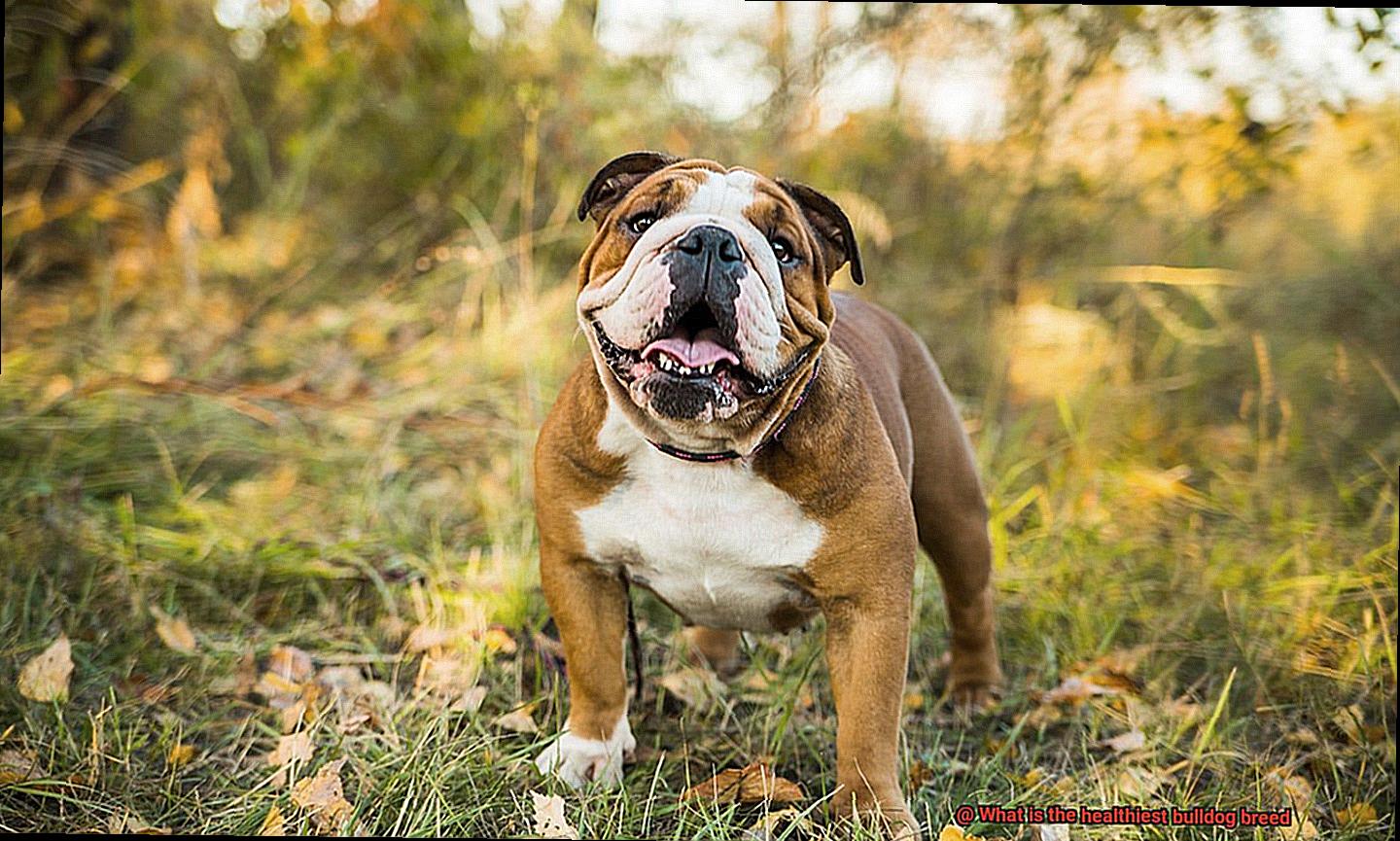 What is the healthiest bulldog breed-2