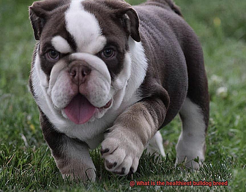 What is the healthiest bulldog breed-6