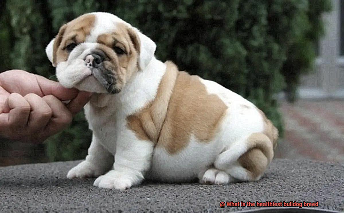 What is the healthiest bulldog breed-5