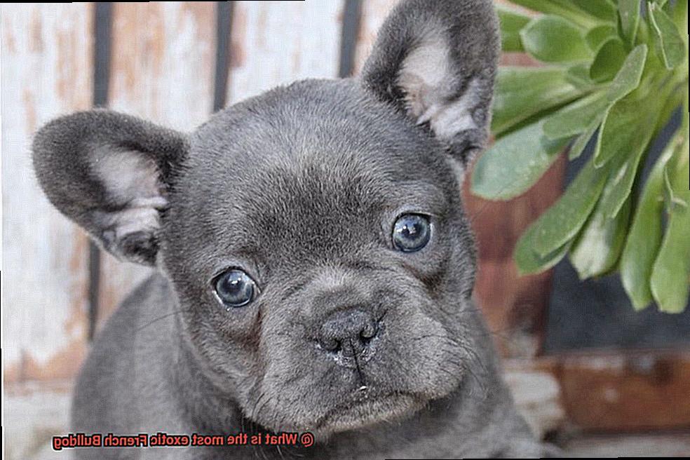 What is the most exotic French Bulldog-4