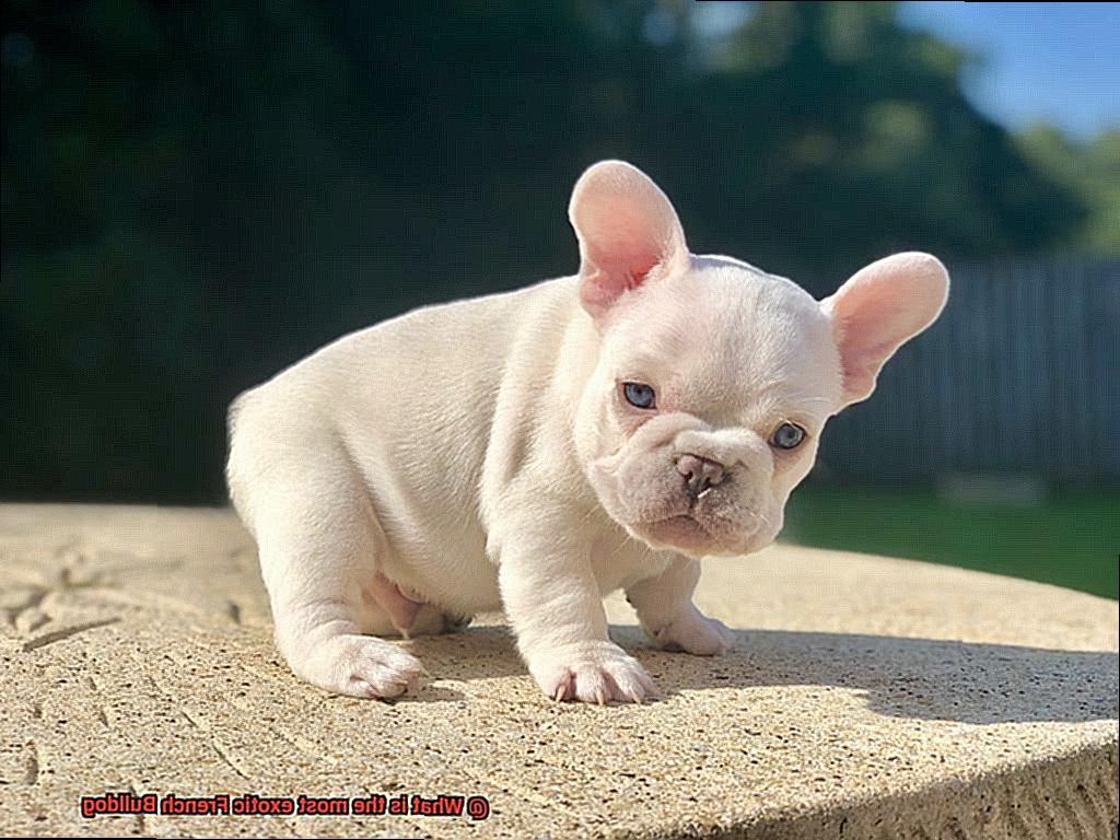 What is the most exotic French Bulldog-12