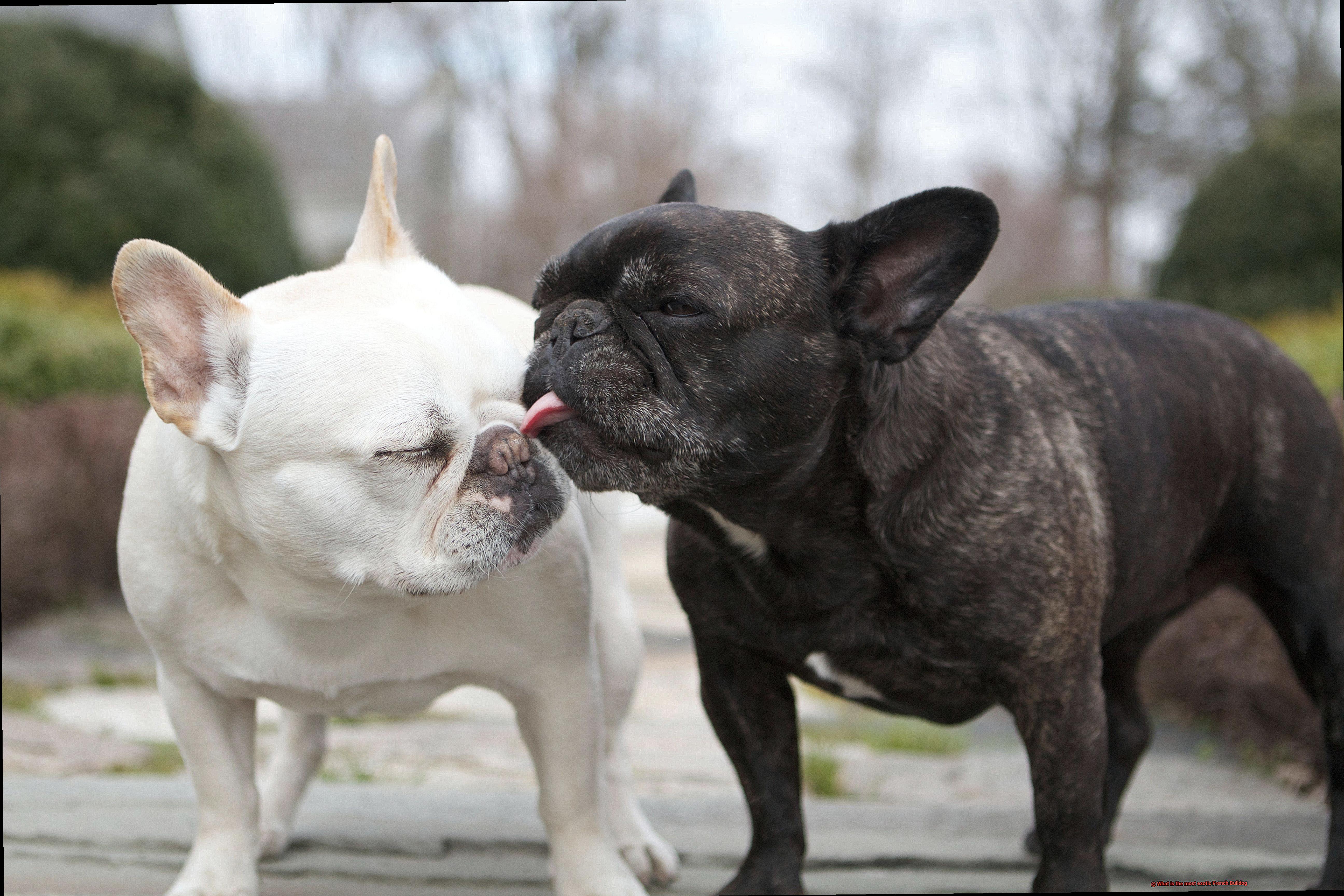 What is the most exotic French Bulldog-3