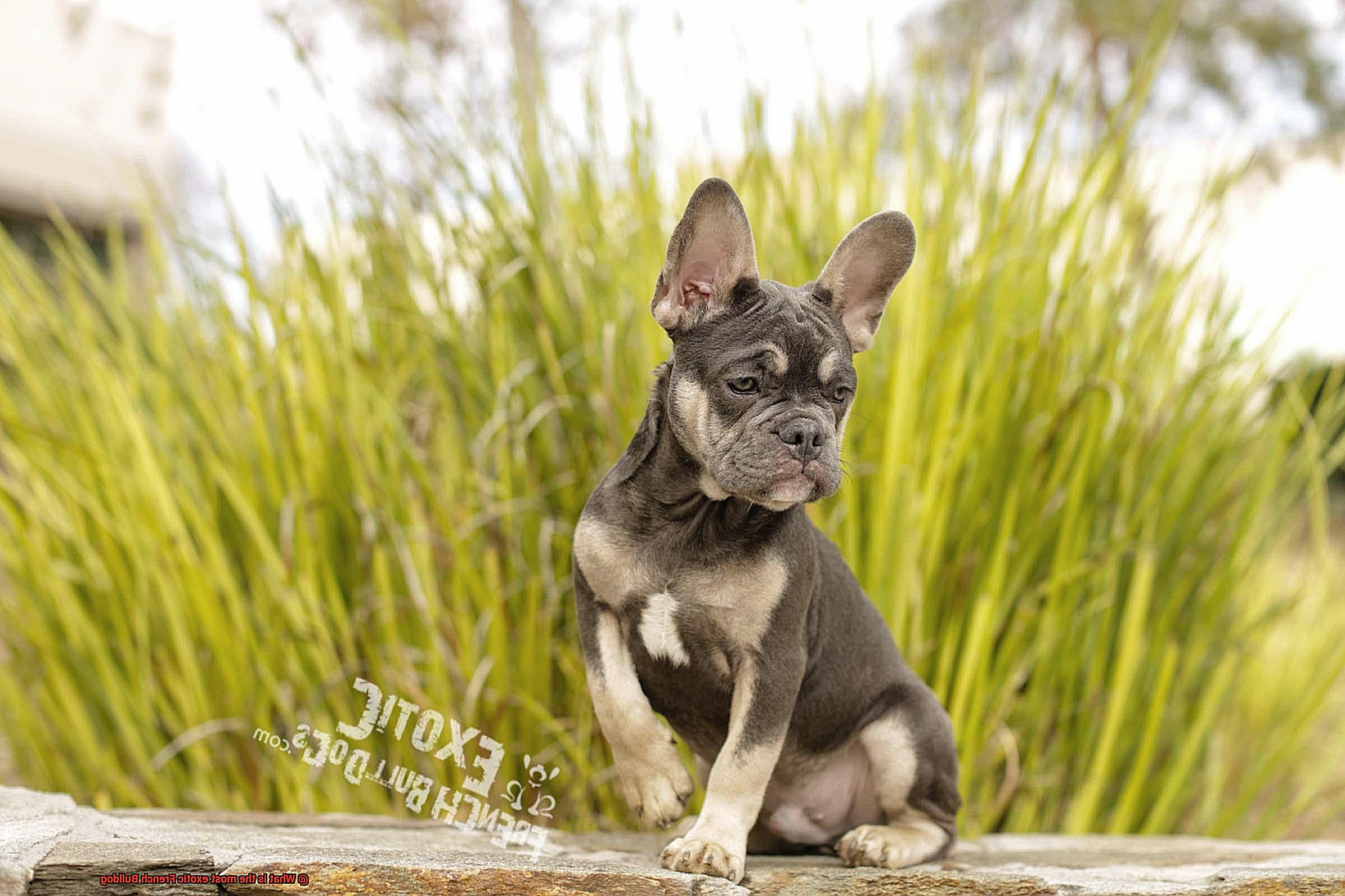 What is the most exotic French Bulldog-7