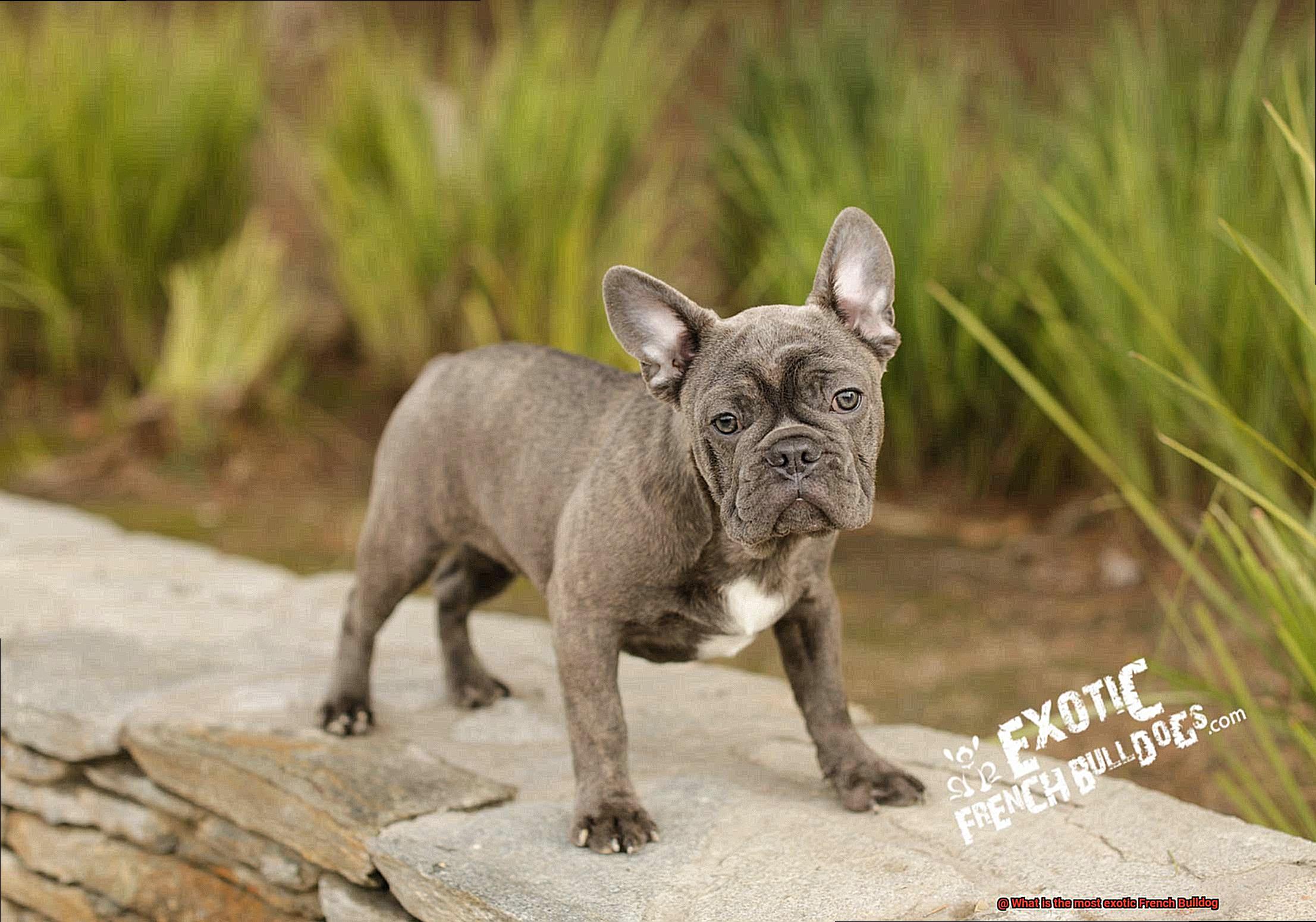 What is the most exotic French Bulldog-8