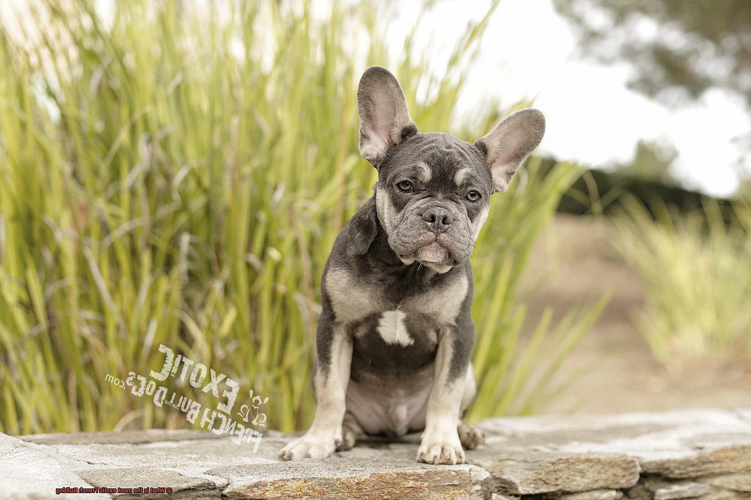 What is the most exotic French Bulldog-10