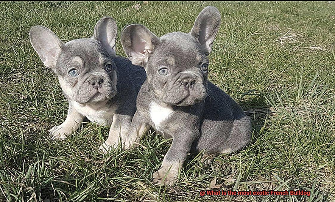 What is the most exotic French Bulldog-13