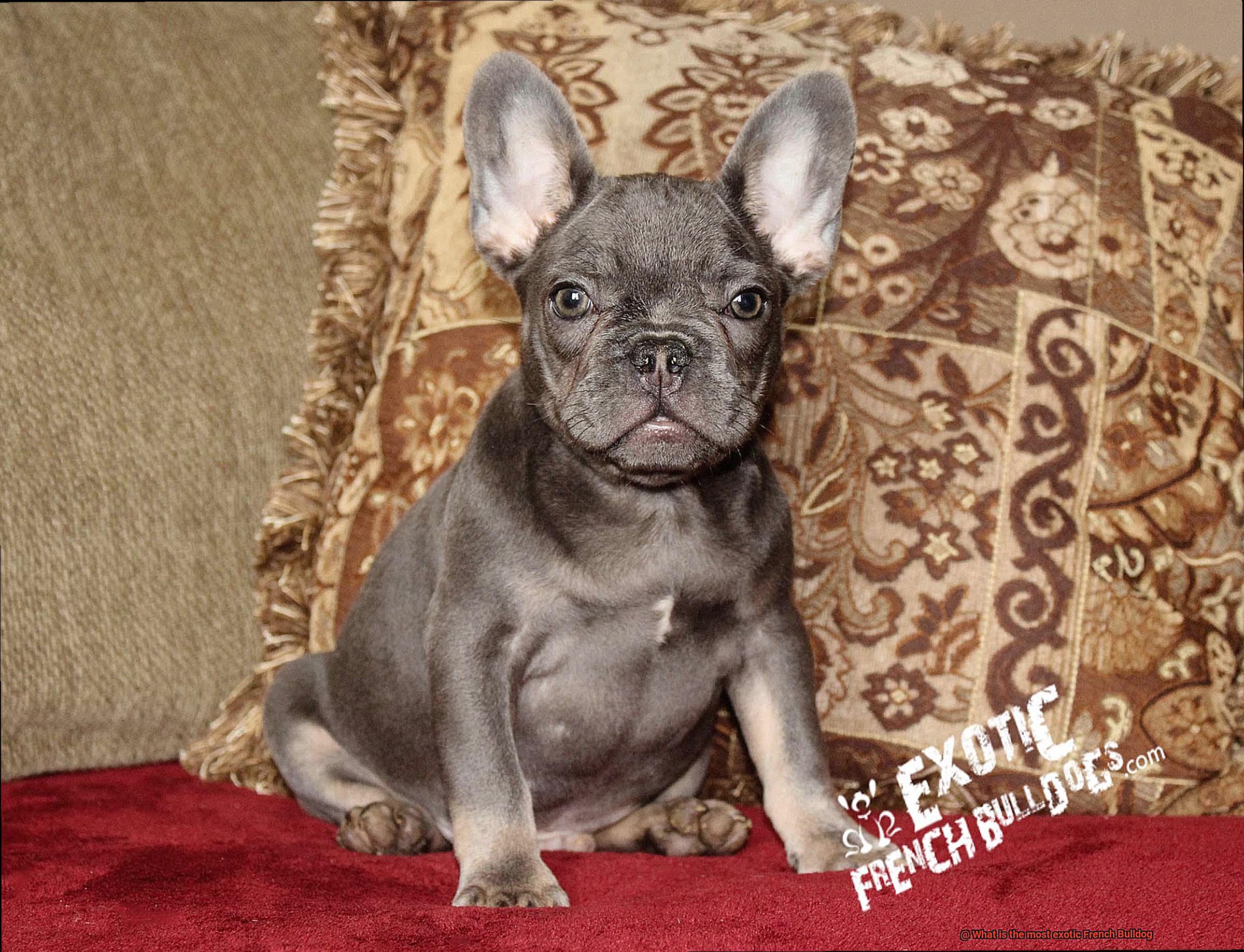 What is the most exotic French Bulldog-2