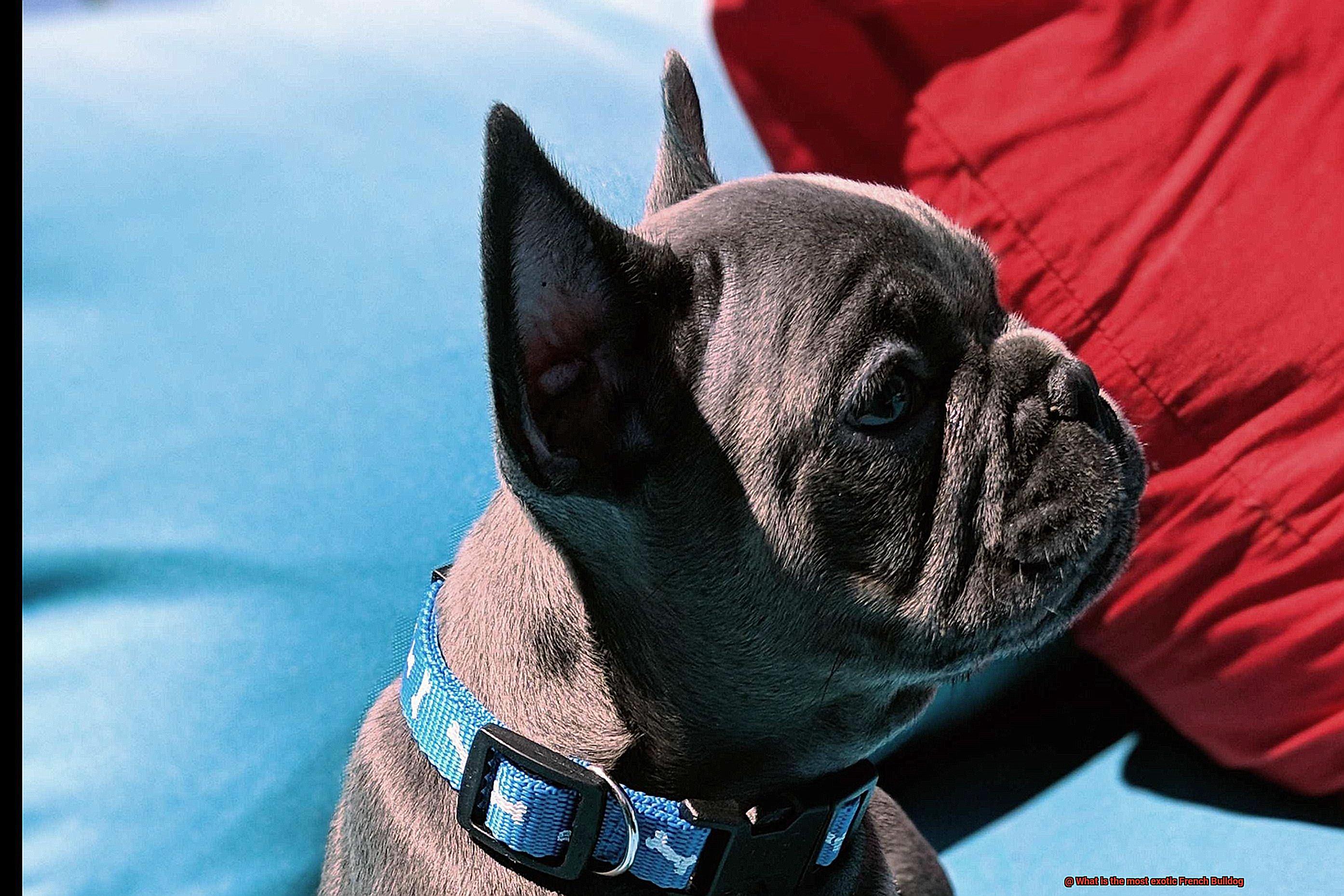 What is the most exotic French Bulldog-14