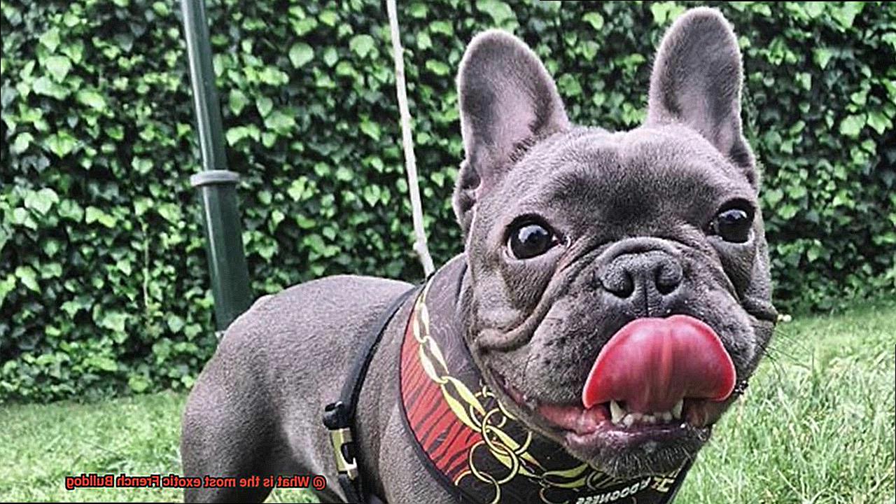 What is the most exotic French Bulldog-9