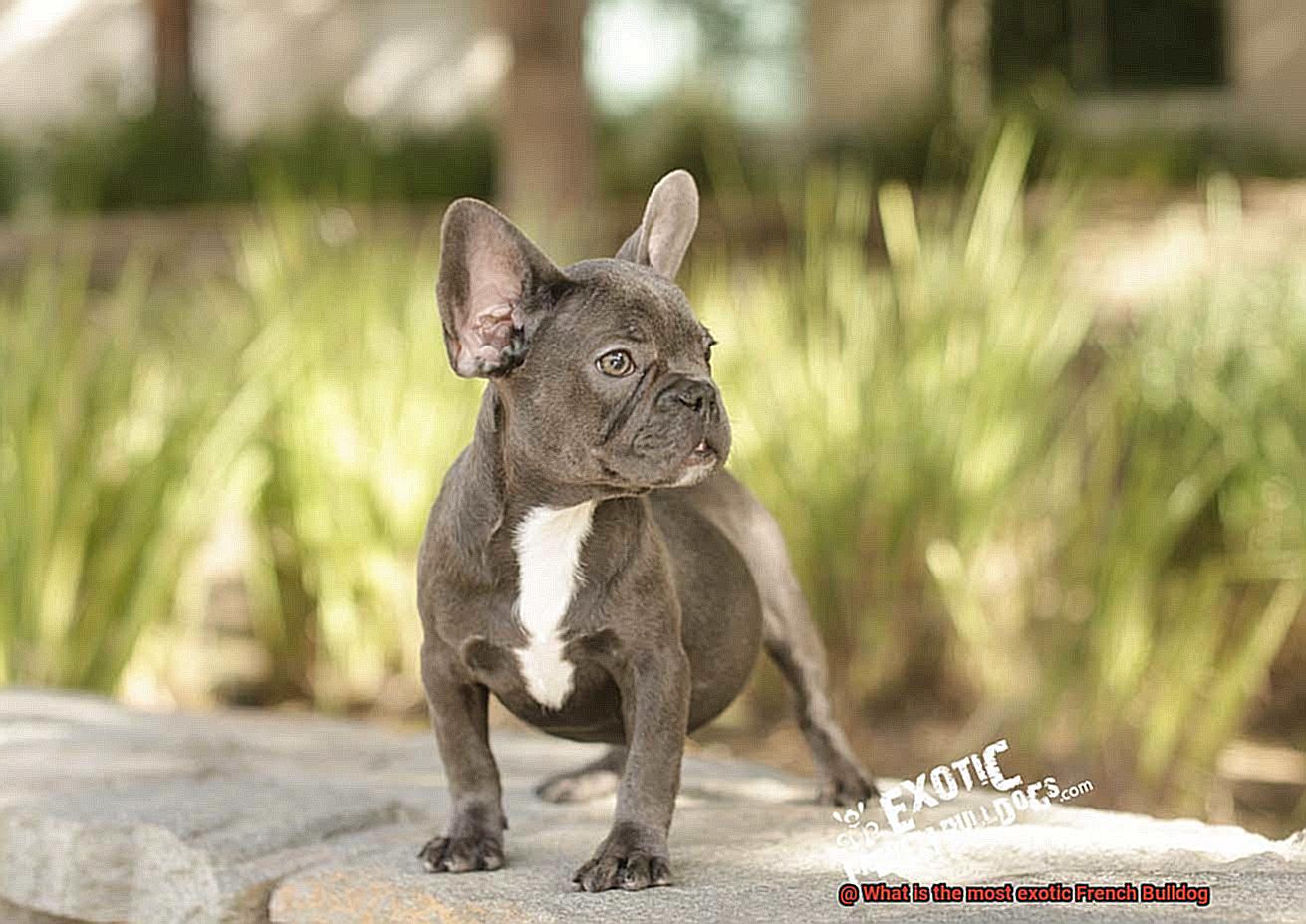 What is the most exotic French Bulldog-11