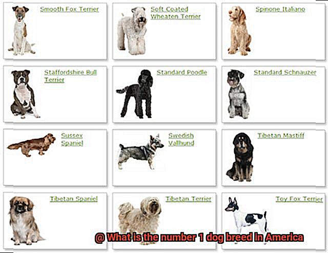 What is the number 1 dog breed in America-5