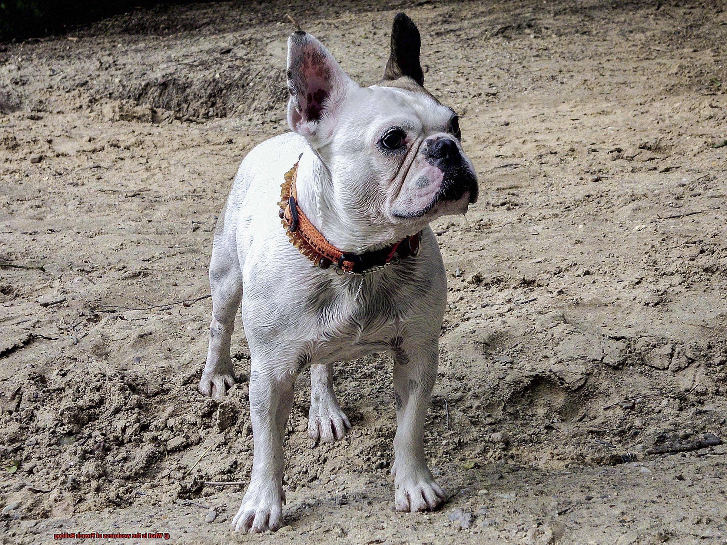 What is the weakness of French Bulldog-6