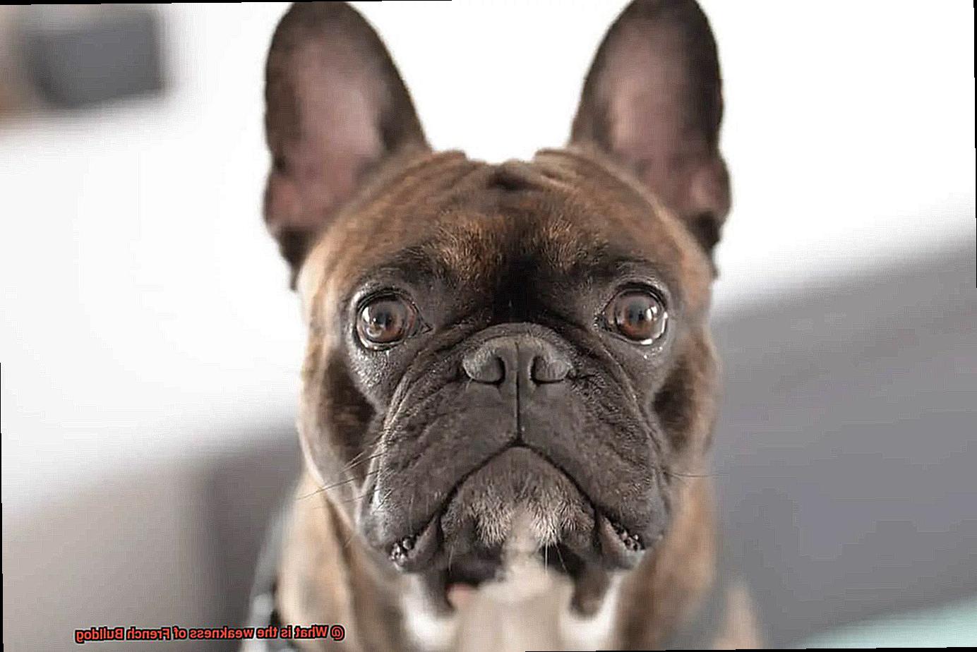 What is the weakness of French Bulldog-7