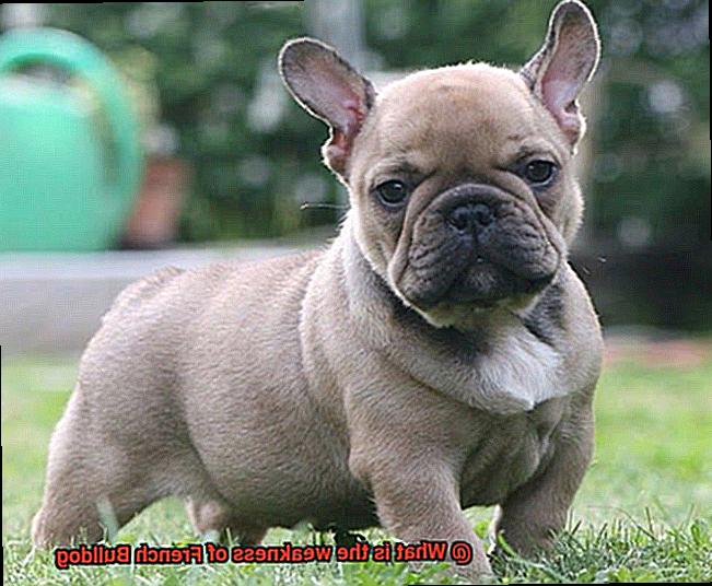 What is the weakness of French Bulldog-2