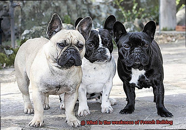 What is the weakness of French Bulldog-4