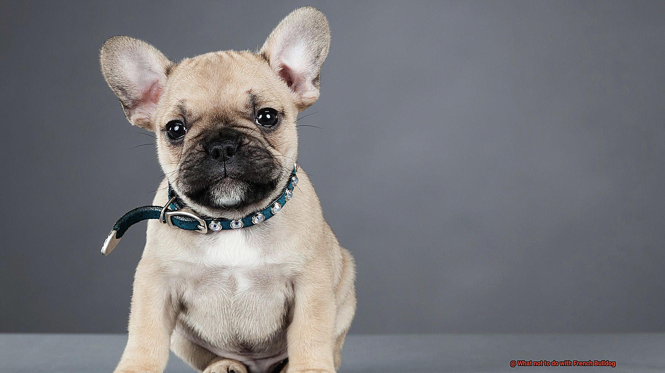 What not to do with French Bulldog-4