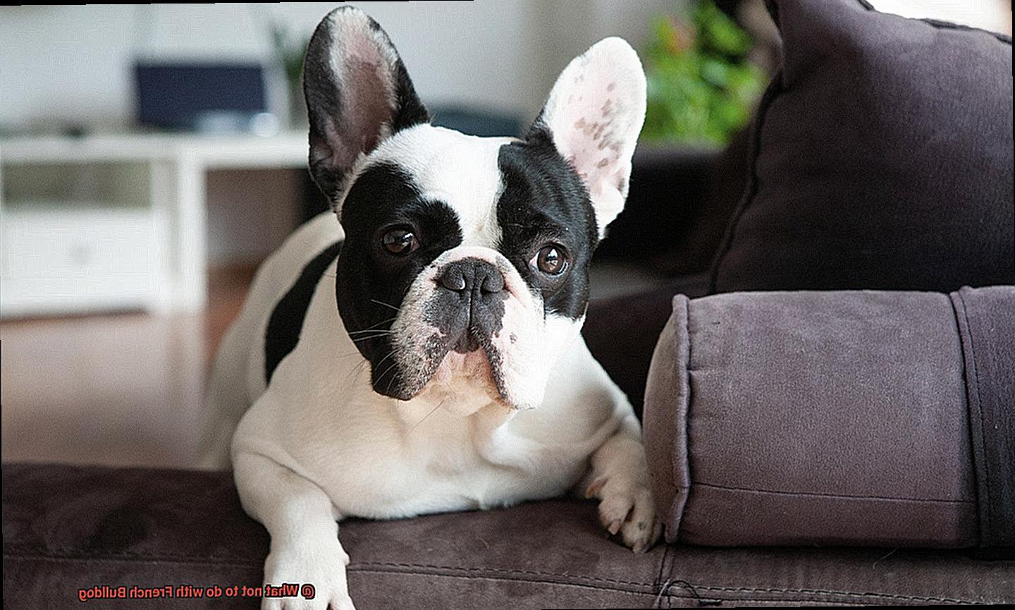 What not to do with French Bulldog-3