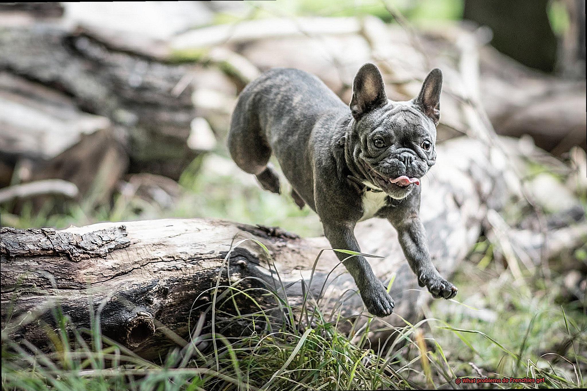 What problems do Frenchies get-11