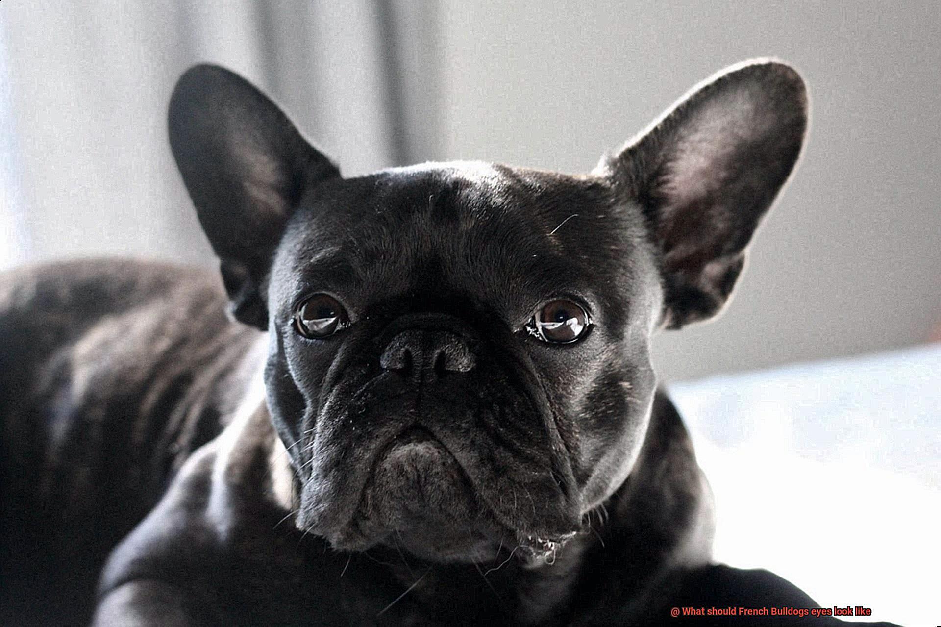 What should French Bulldogs eyes look like-4